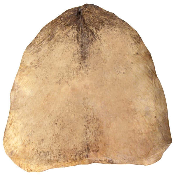 GOAT SKIN
